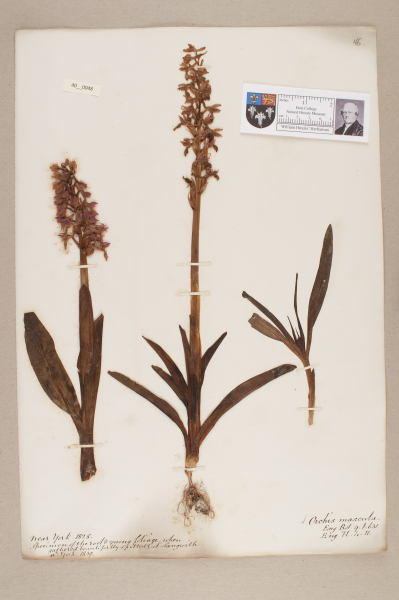 NHM_HH_40.48-2010 image NHM_HH_40.48-2010