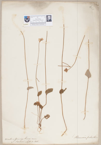 NHM_HH_13.14-2010 image NHM_HH_13.14-2010