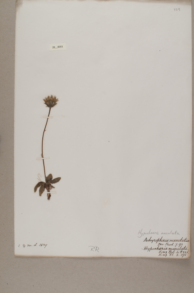 NHM_HH_28.31-2010 image NHM_HH_28.31-2010