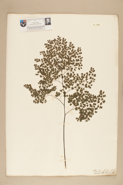 NHM_HH_41.18-2010 image NHM_HH_41.18-2010