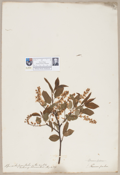 NHM_HH_14.24-2010 image NHM_HH_14.24-2010