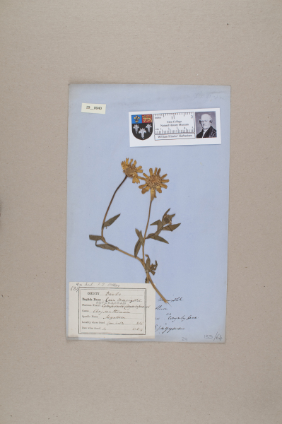 NHM_HH_29.40-2010 image NHM_HH_29.40-2010