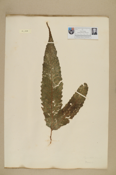 NHM_HH_42.108-2010 image NHM_HH_42.108-2010