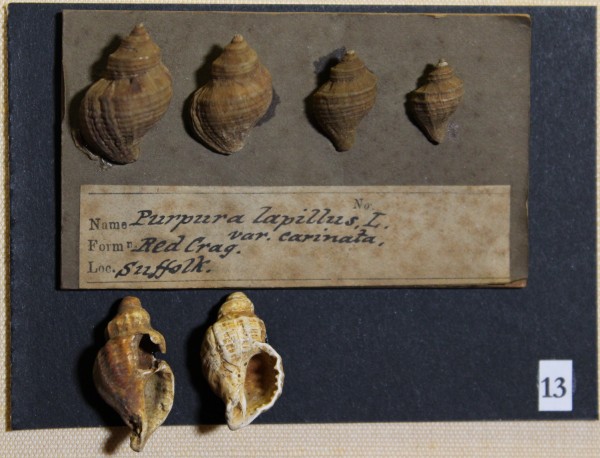 NHM-FT.13__-2016 image NHM-FT.13__-2016