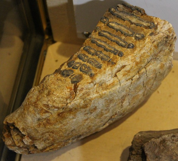 NHM.190-2016 image NHM.190-2016