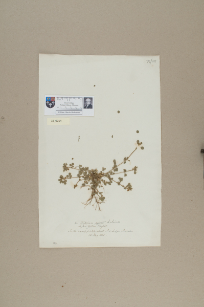 NHM_HH_16.14-2010 image NHM_HH_16.14-2010