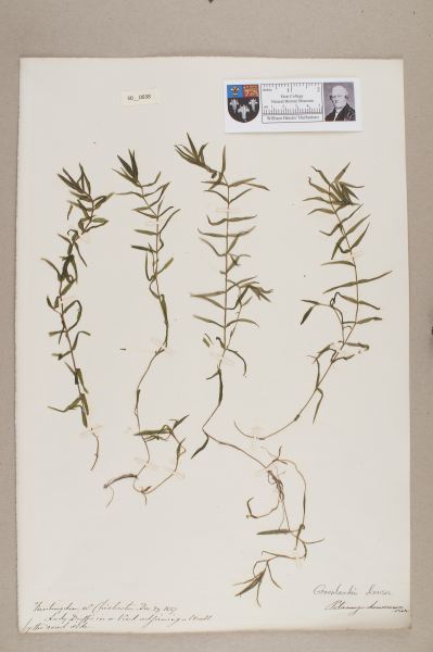 NHM_HH_30.38-2010 image NHM_HH_30.38-2010