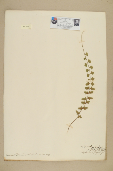 NHM_HH_42.50-2010 image NHM_HH_42.50-2010