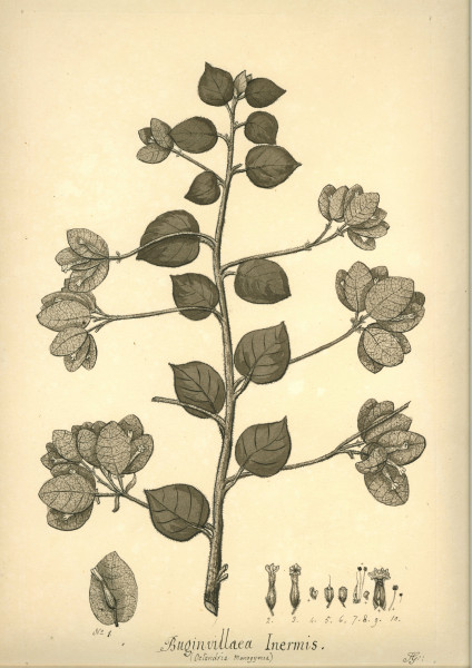 image NHM-HH.5_1-2014