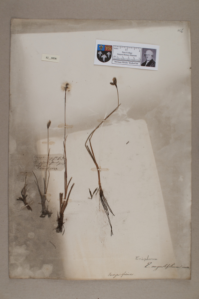 NHM_HH_32.6-2010 image NHM_HH_32.6-2010