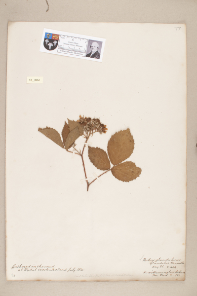 image NHM_HH_43.52-2010