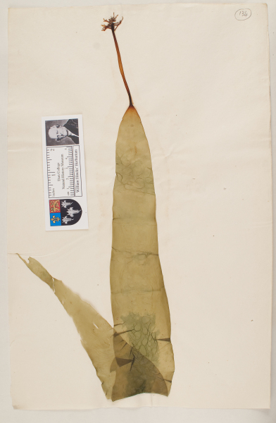 NHM_HH_1.134-2010 image NHM_HH_1.134-2010