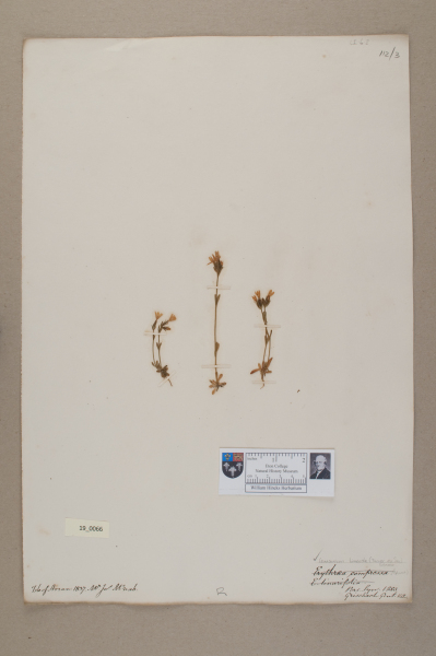 NHM_HH_19.66-2010 image NHM_HH_19.66-2010