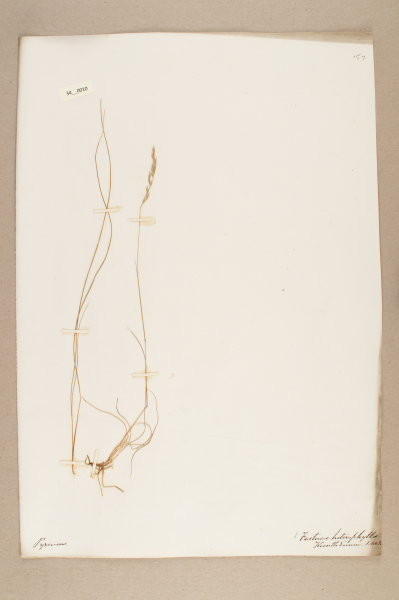 NHM_HH_34.10-2010 image NHM_HH_34.10-2010