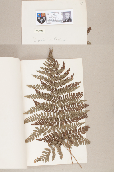 NHM_HH_5.46-2010 image NHM_HH_5.46-2010