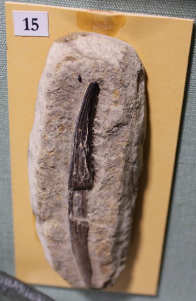 NHM.476-2017 image NHM.476-2017