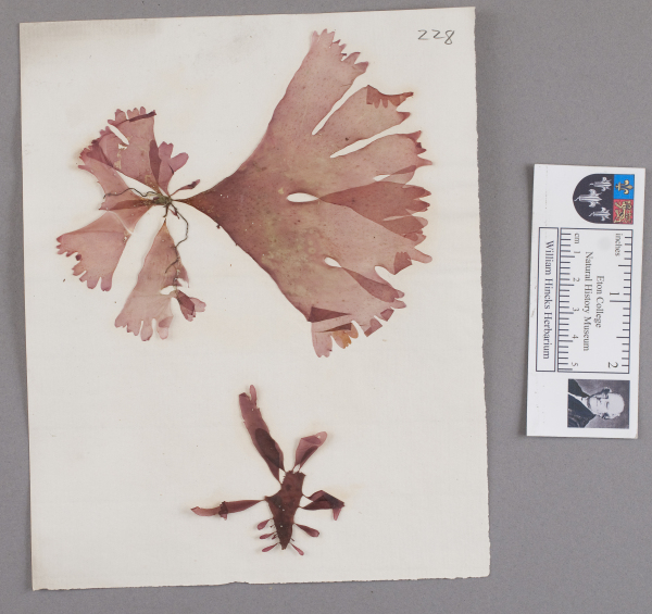 NHM_HH_1.228-2010 image NHM_HH_1.228-2010