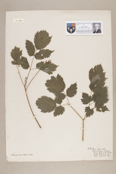 NHM_HH_7.20-2010 image NHM_HH_7.20-2010