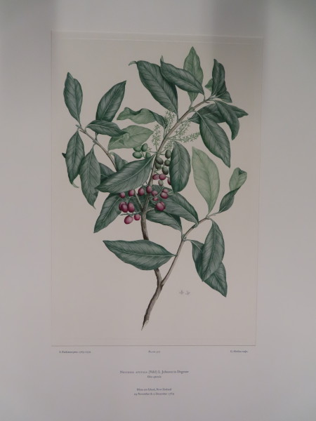 FDA-E.2916_24_18-2016-A image FDA-E.2916_24_18-2016-A