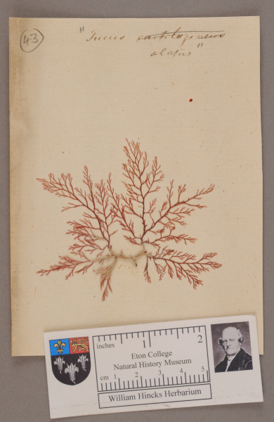 NHM_HH_1.43-2010 image NHM_HH_1.43-2010