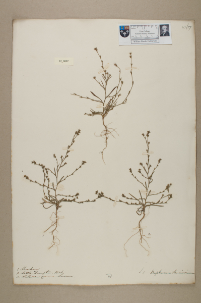 NHM_HH_22.7-2010 image NHM_HH_22.7-2010