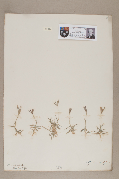 NHM_HH_36.28-2010 image NHM_HH_36.28-2010