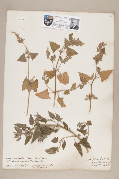 NHM_HH_8.30-2010 image NHM_HH_8.30-2010