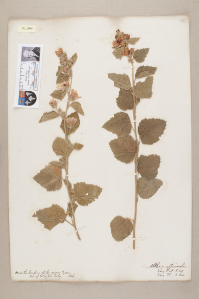 NHM_HH_10.40-2010 image NHM_HH_10.40-2010