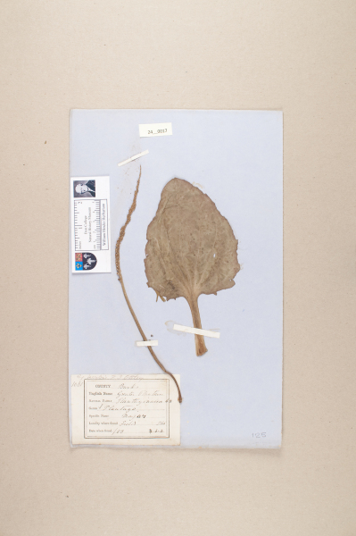 NHM_HH_24.17-2010 image NHM_HH_24.17-2010