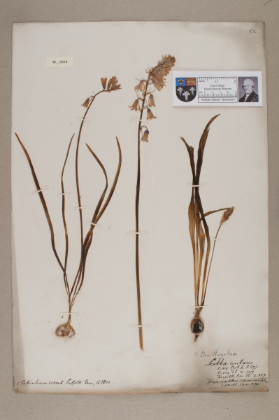 NHM_HH_38.18-2010 image NHM_HH_38.18-2010