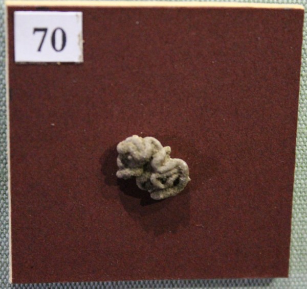 NHM.531-2017 image NHM.531-2017