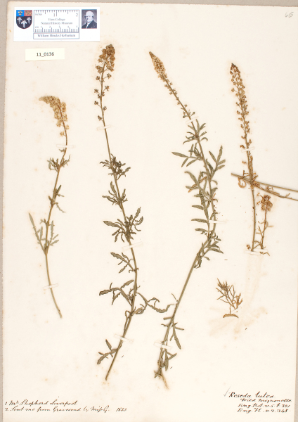 NHM_HH_11.136-2010 image NHM_HH_11.136-2010