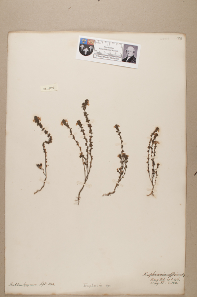 NHM_HH_25.75-2010 image NHM_HH_25.75-2010