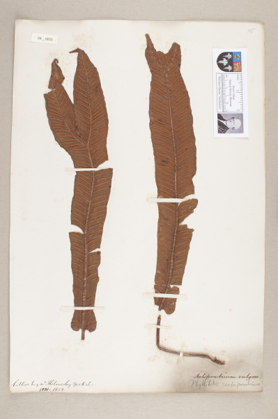 NHM_HH_4.52-2010 image NHM_HH_4.52-2010