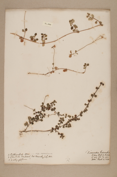 NHM_HH_26.68-2010 image NHM_HH_26.68-2010