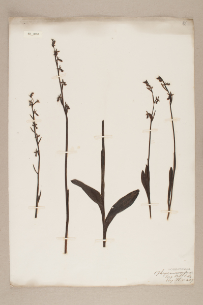 image NHM_HH_40.57-2010