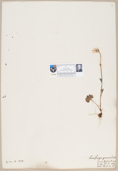 NHM_HH_13.23-2010 image NHM_HH_13.23-2010