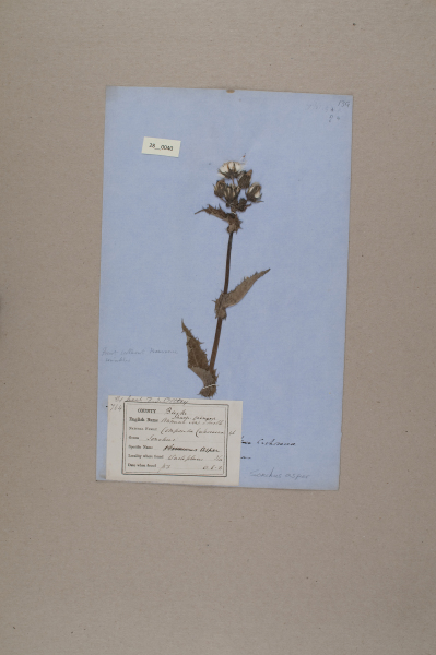 NHM_HH_28.40-2010 image NHM_HH_28.40-2010