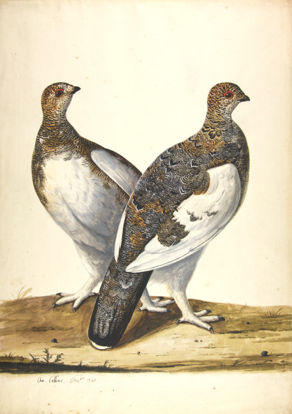 FDA-D.136-2010 image FDA-D.136-2010