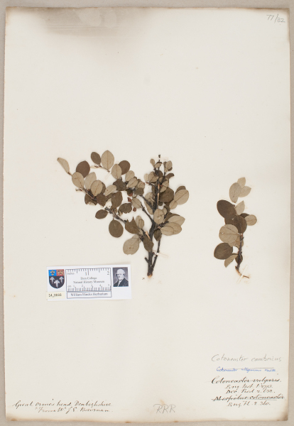 NHM_HH_14.33-2010 image NHM_HH_14.33-2010