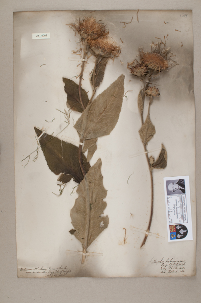 NHM_HH_29.5-2010 image NHM_HH_29.5-2010