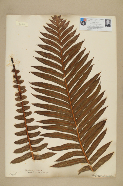 image NHM_HH_42.117-2010