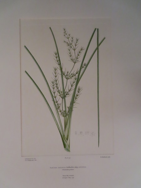 image FDA-E.2916_15_18-2016