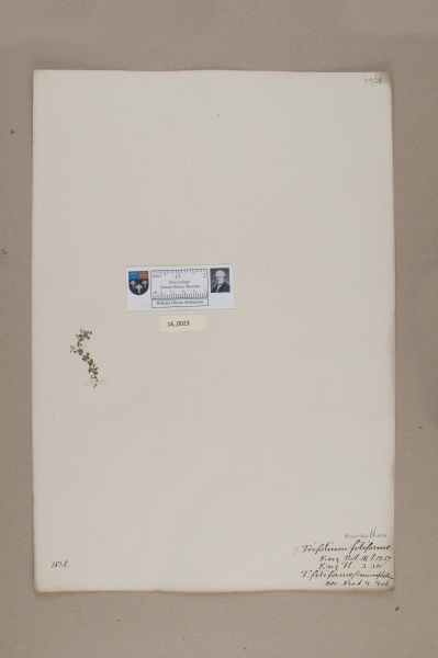 NHM_HH_16.23-2010 image NHM_HH_16.23-2010