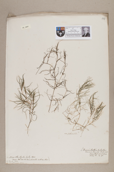 NHM_HH_30.47-2010 image NHM_HH_30.47-2010