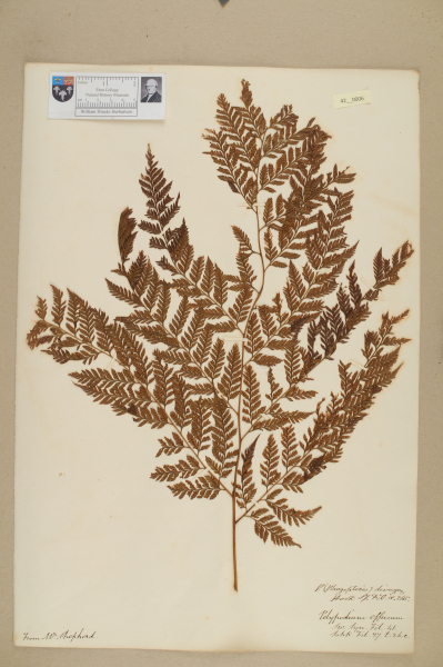 NHM_HH_42.6-2010 image NHM_HH_42.6-2010