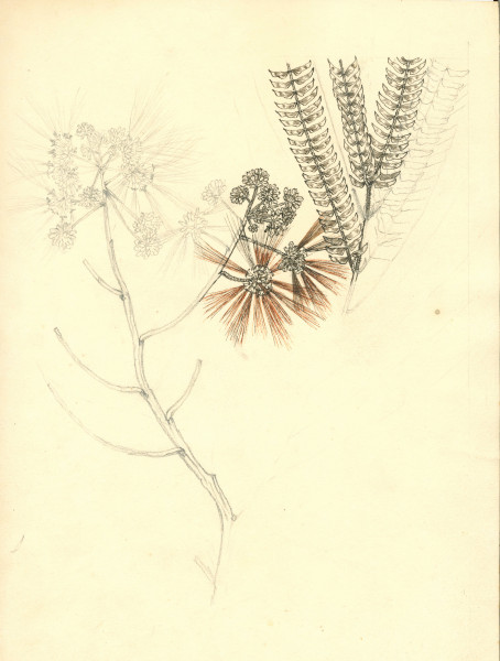 image NHM-HH.11-2014