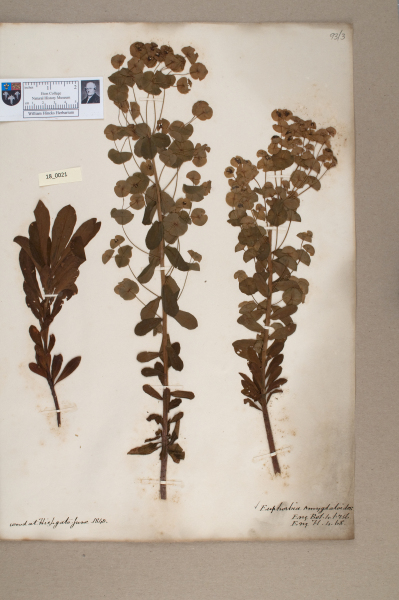 NHM_HH_18.21-2010 image NHM_HH_18.21-2010