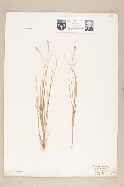 NHM_HH_33.15-2010 image NHM_HH_33.15-2010