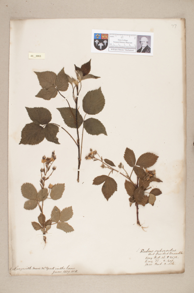 image NHM_HH_43.61-2010